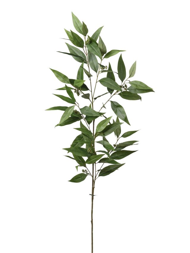 Eucalyptus feuillage