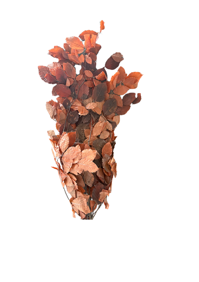 Fagus
