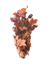Fagus