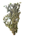 Fagus