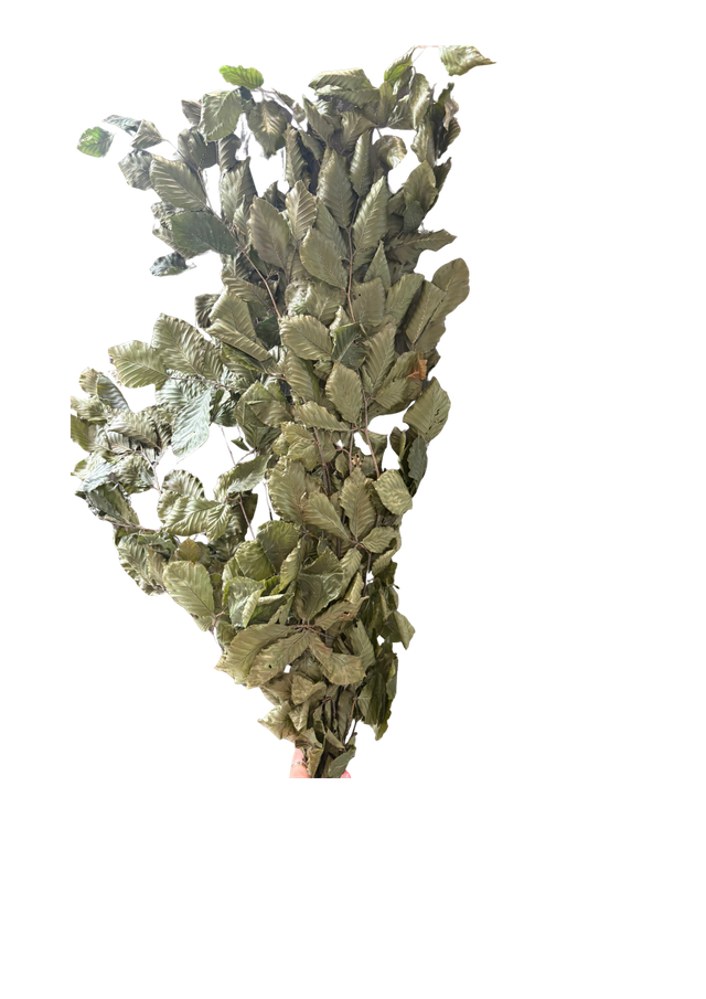 Fagus