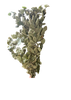 Fagus