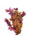 Feuillage de Chêne