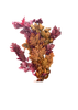Feuillage de Chêne