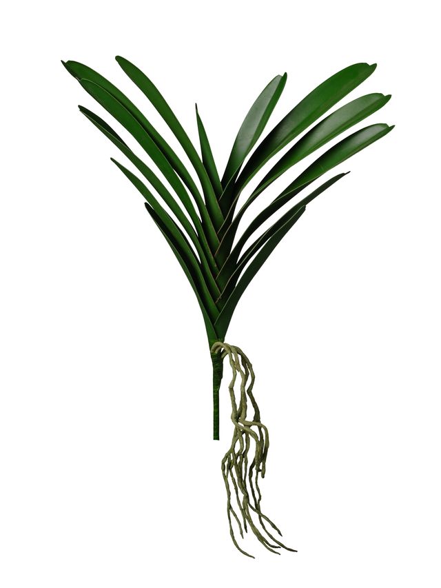 Feuille d’orchide