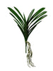 Feuille d’orchide
