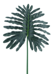 Feuille de asparagus