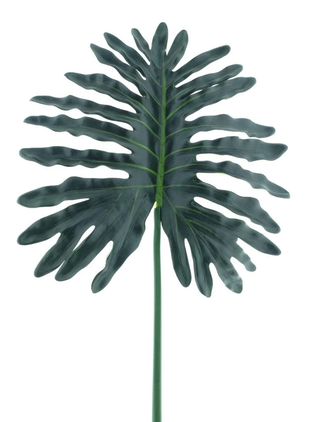 Feuille de asparagus