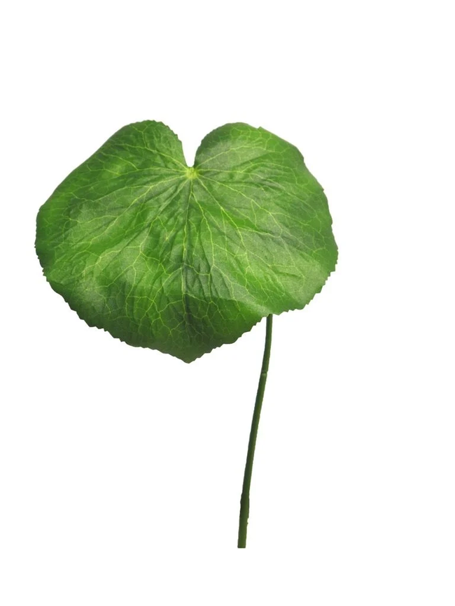 Feuille de geranium