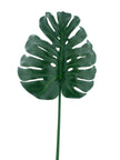 Feuille de monstera