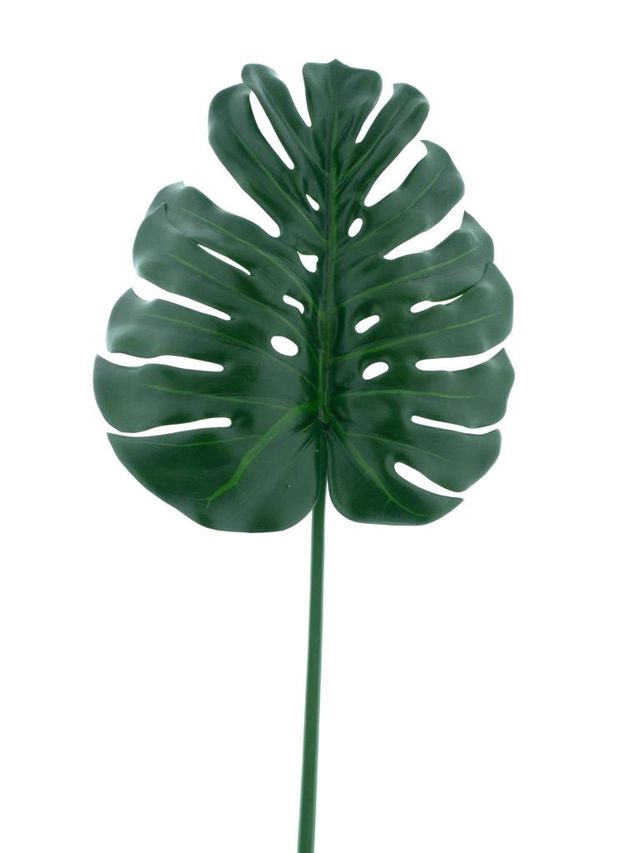 Feuille de monstera