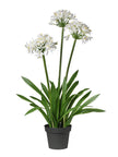 Fleur de lotus en pot