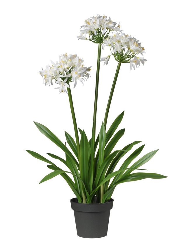 Fleur de lotus en pot