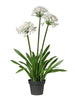 Fleur de lotus en pot
