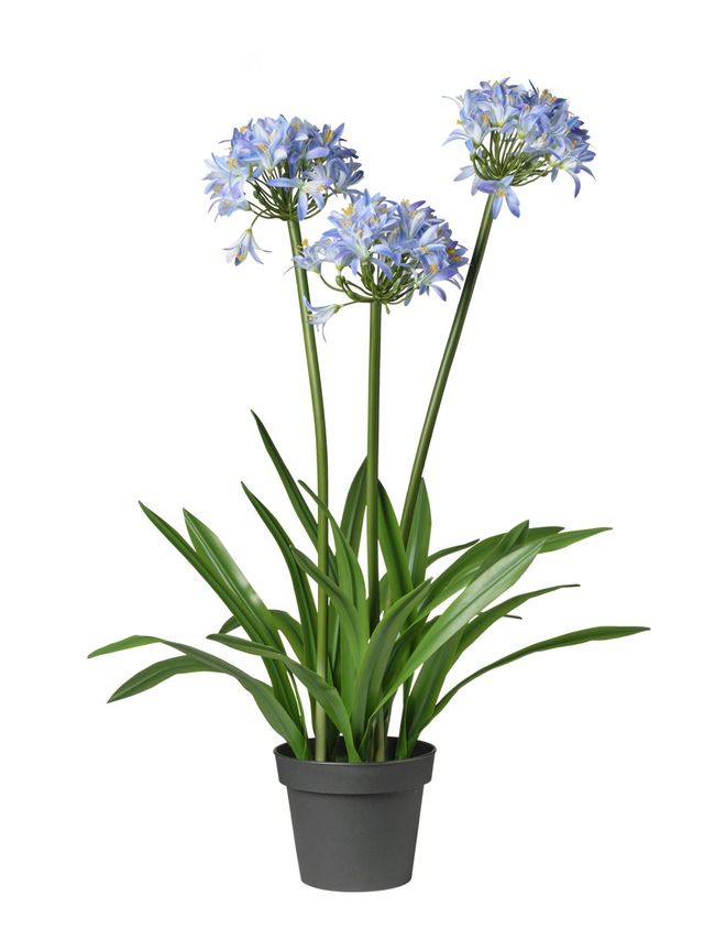 Fleur de lotus en pot
