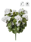 Geranium