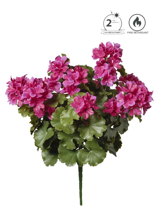 Geranium