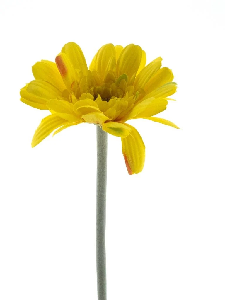 Gerbera