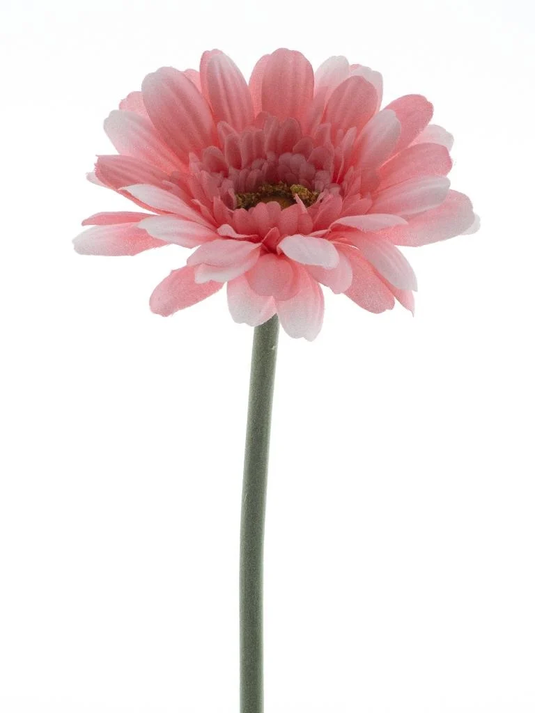 Gerbera