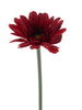 Gerbera