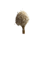 Glixia