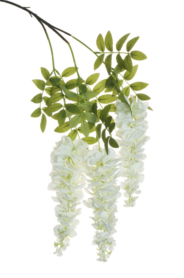 Glycine sur piquet