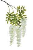 Glycine sur piquet