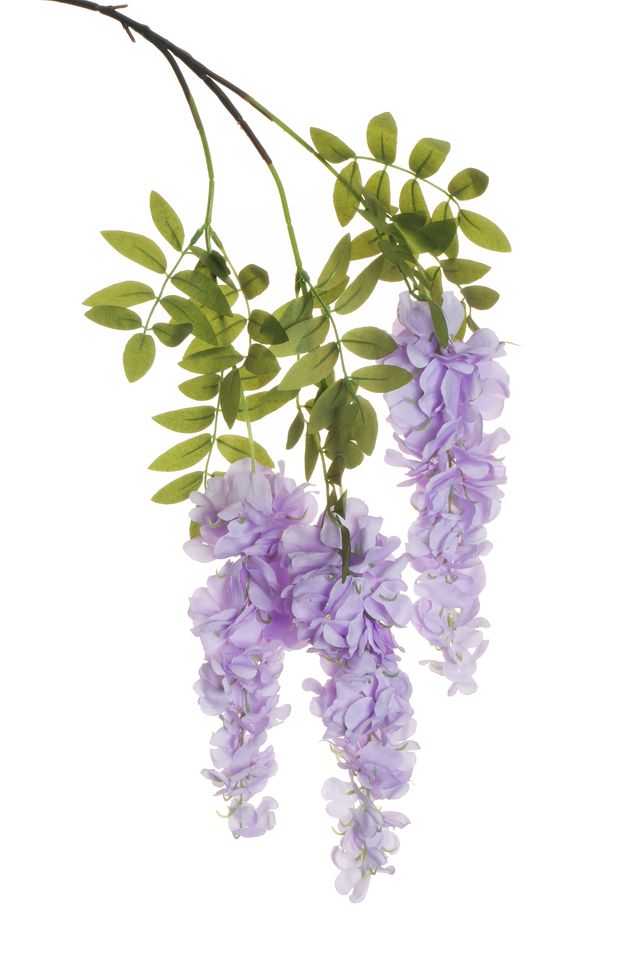 Glycine sur piquet