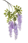 Glycine sur piquet