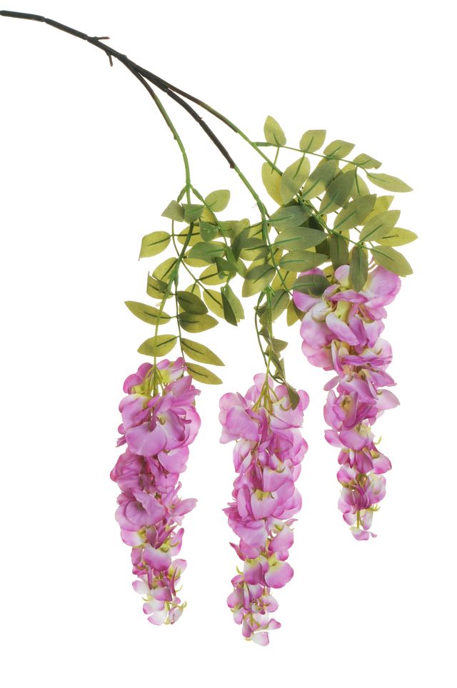 Glycine sur piquet