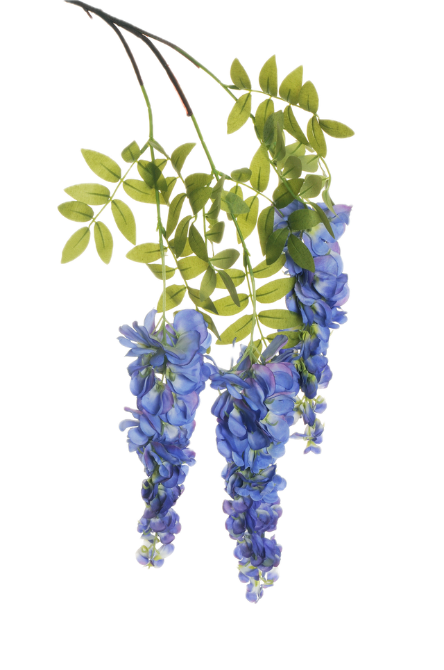 Glycine sur piquet
