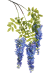Glycine sur piquet