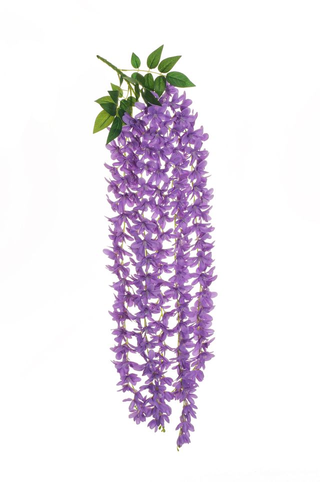 Glycine suspendue