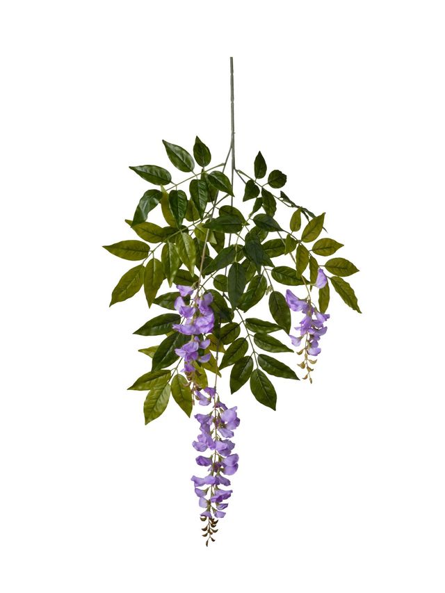 Glycine