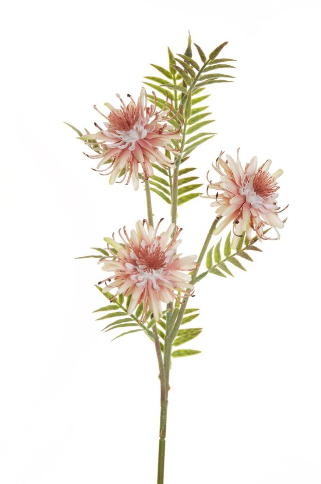 Grevillea