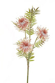 Grevillea