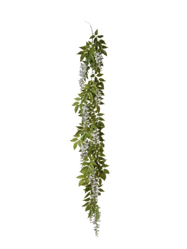 Guirlande de glycine