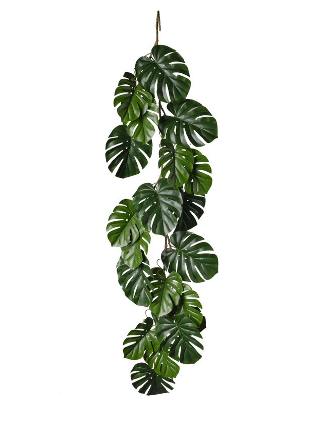 Guirlande monstera