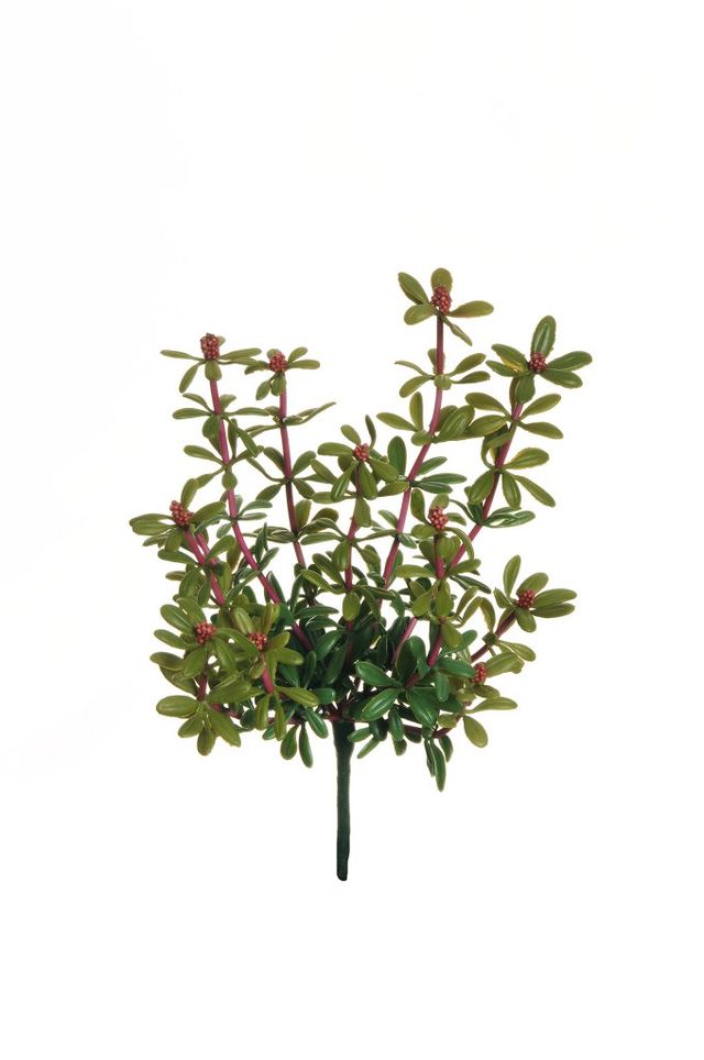 Rubber peperomia