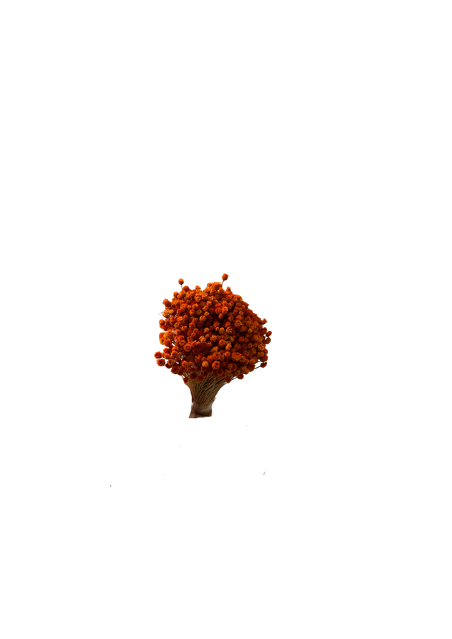 Happy Flower