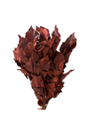 Hedera