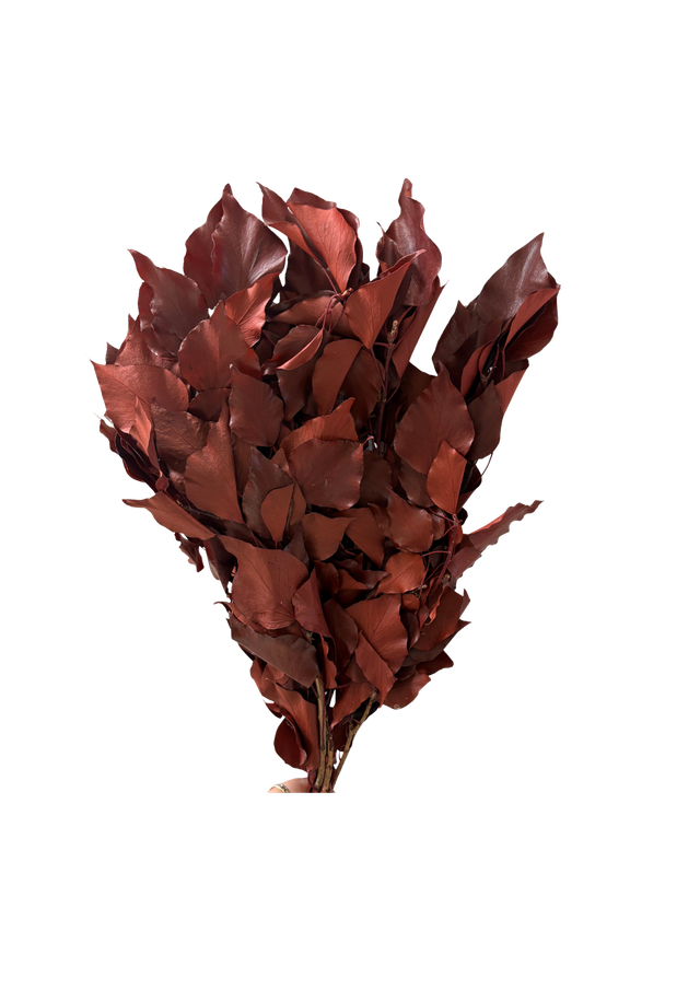 Hedera