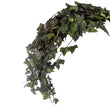 Hedera retombante
