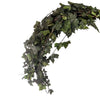 Hedera retombante