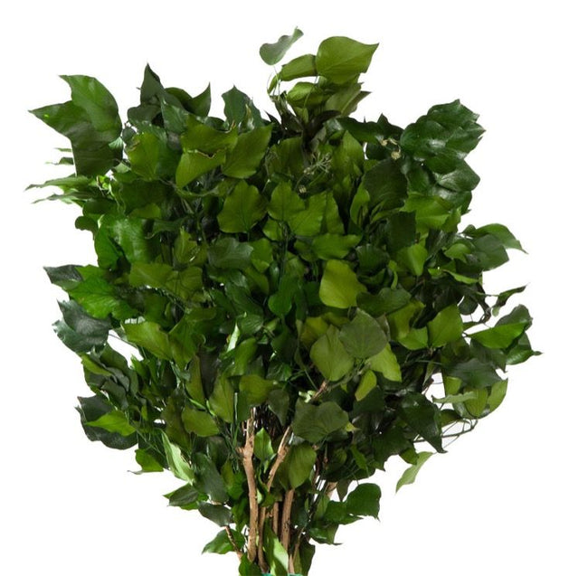Hedera