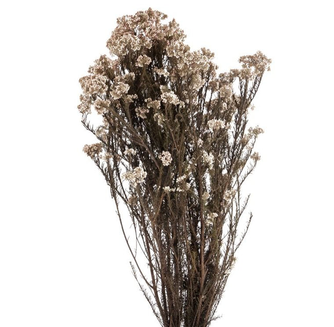 Helichrysum