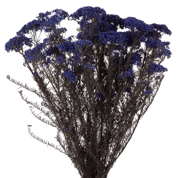 Helichrysum