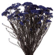 Helichrysum