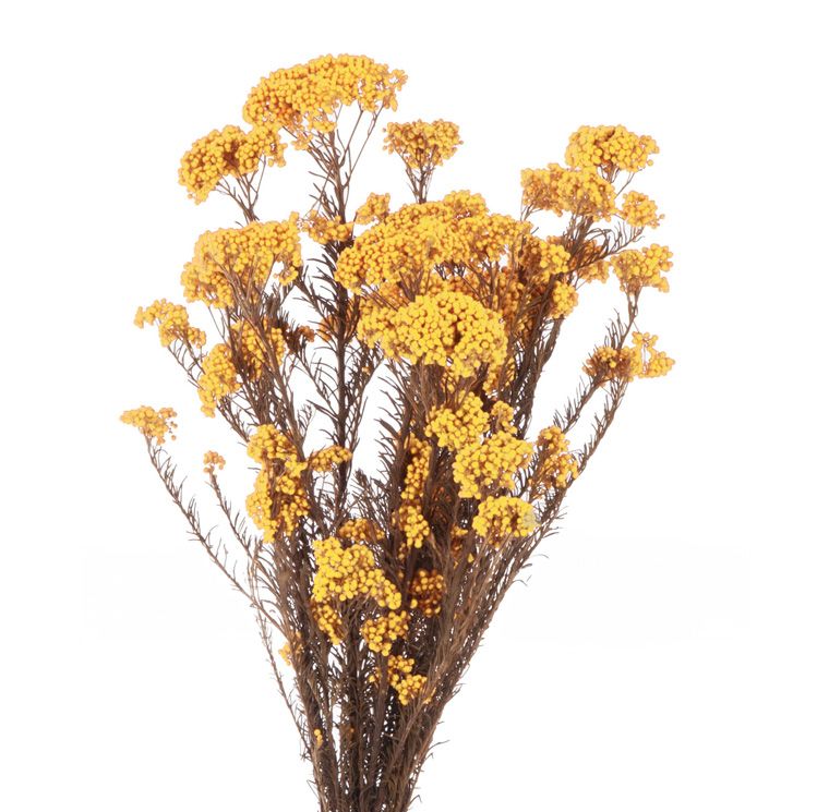 Helichrysum