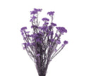 Helichrysum